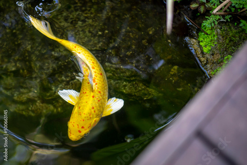 Carp fish in the green pool