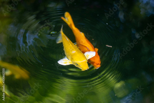 Carp fish in the green pool