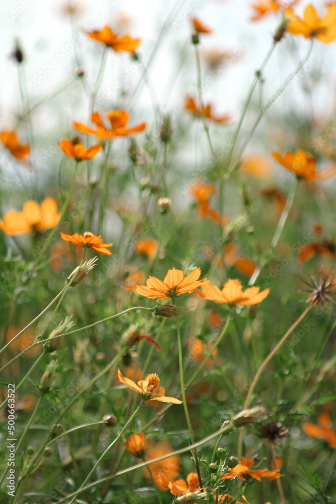 A field of starburst flowers, cosmos, blooming in the warm sunlight in the late afternoon. A field of starburst flowers, cosmos, blooming in the warm sunlight in the late afternoon.