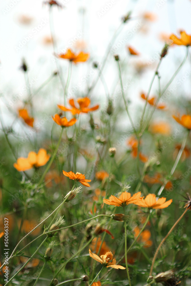 A field of starburst flowers, cosmos, blooming in the warm sunlight in the late afternoon.