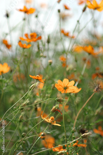 A field of starburst flowers, cosmos, blooming in the warm sunlight in the late afternoon. © Birch Photography