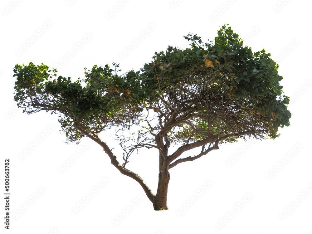 Beautiful shape of green tree isolated on white background.