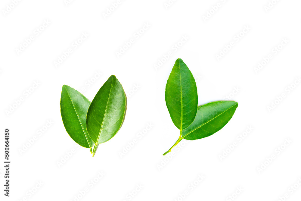 fresh lemon leaves isolated on white background. fresh lemon leaves isolated on white background.