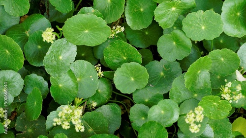 Hydrocotyle verticillata also known as Whorled marshpennywort photo