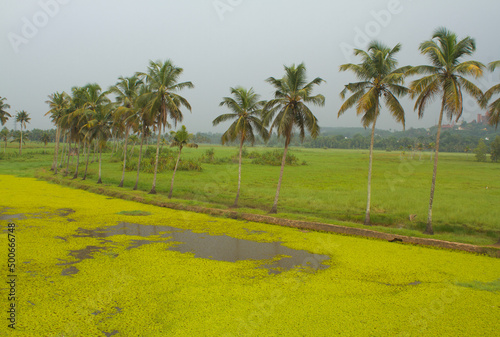 Greenish river filled with water plants and line of coconut trees along the shore