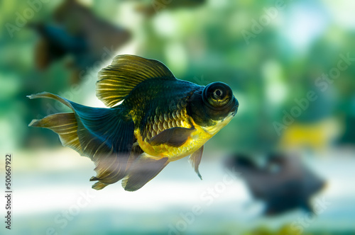 Goldfish swimming in a fish tank