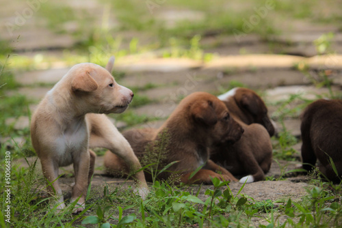 brown young pet dog puppies playing at home garden green background 