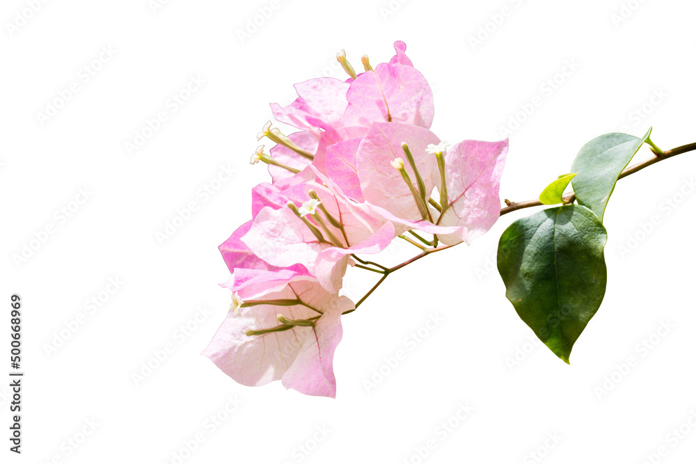 pink lily isolated on white include path pink lily isolated on white include path