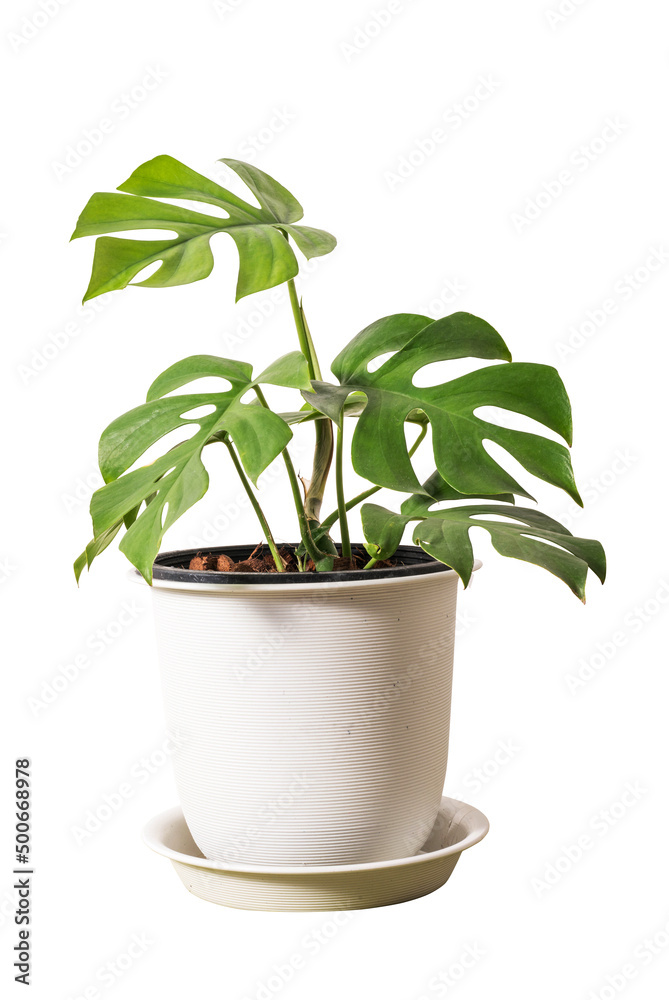 jinny monstera plant isolated include clipping path jinny monstera plant isolated include clipping path