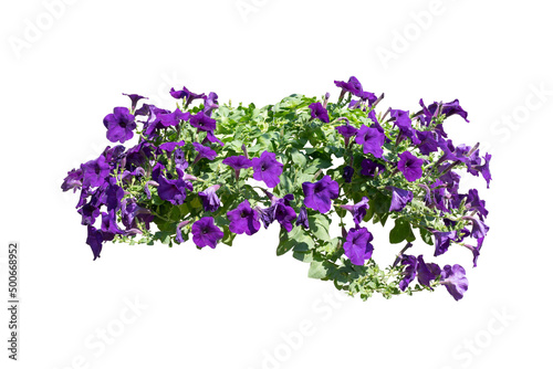purple flower plant isolated include clipping path