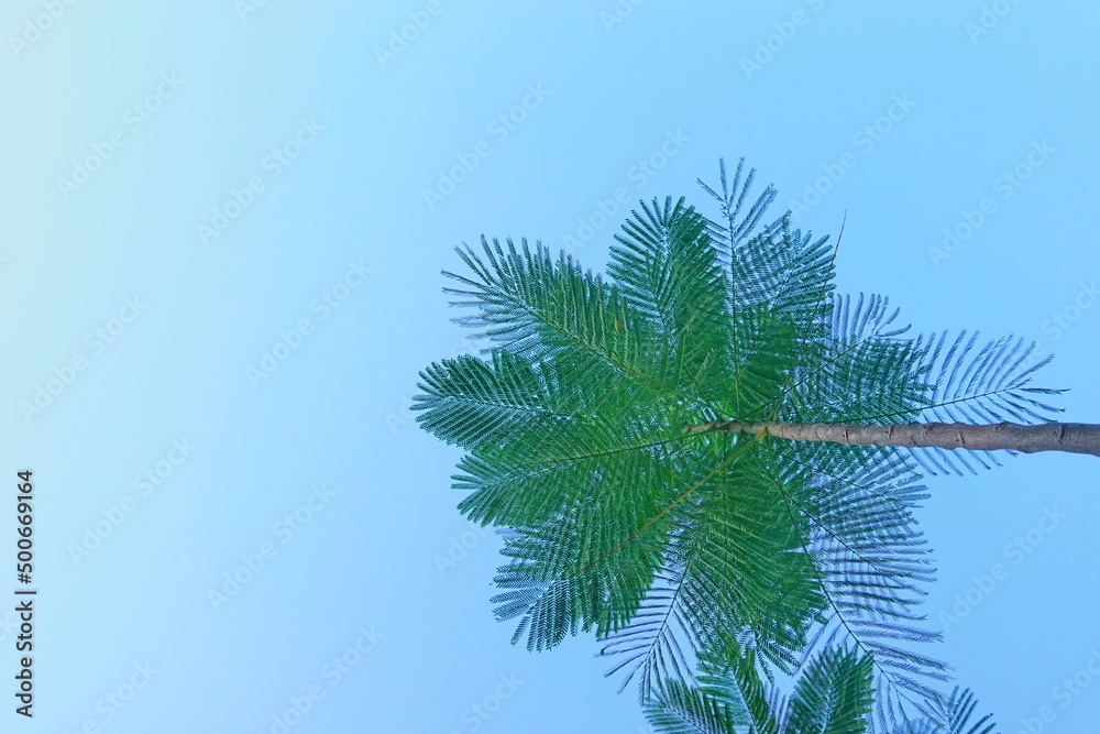 Looking up toptrees the blue sky and blurred trees tropical summer bgm Looking up toptrees the blue sky and blurred trees tropical summer bgm