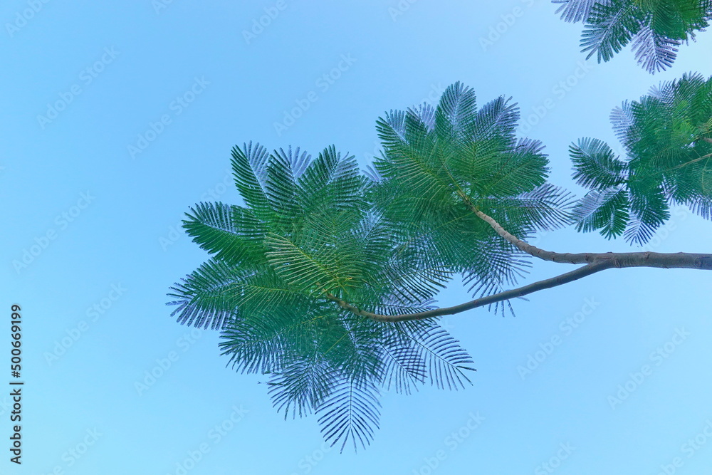 Looking up toptrees the blue sky and blurred trees tropical summer bgm Looking up toptrees the blue sky and blurred trees tropical summer bgm