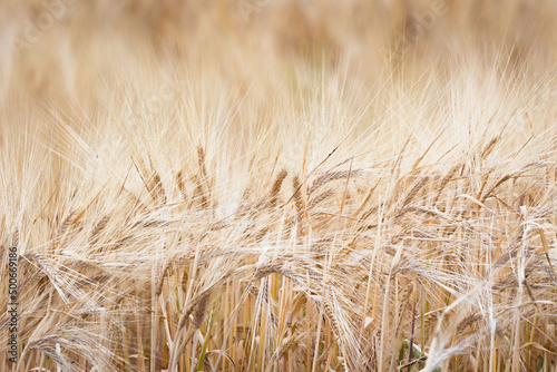 Wheat ears in a wheat field