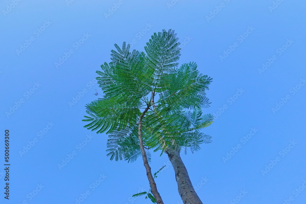Looking up toptrees the blue sky and blurred trees tropical summer bgm Looking up toptrees the blue sky and blurred trees tropical summer bgm