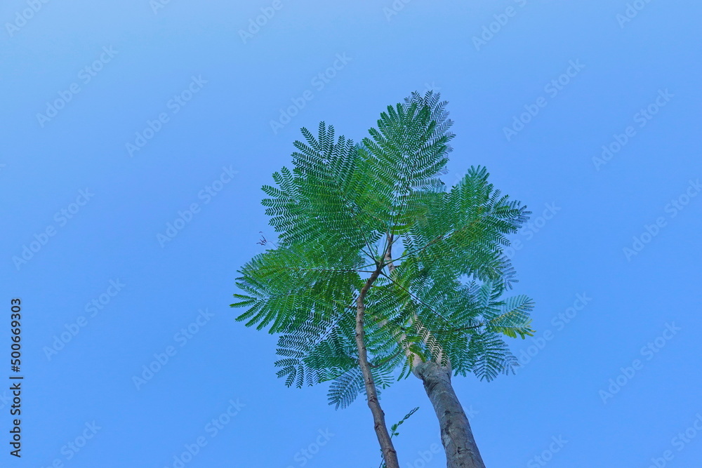 Looking up toptrees the blue sky and blurred trees tropical summer bgm Looking up toptrees the blue sky and blurred trees tropical summer bgm