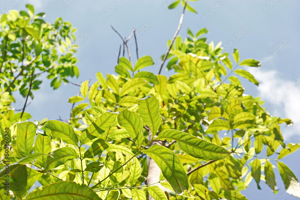 Looking up toptrees the blue sky and blurred trees tropical summer bgm Looking up toptrees the blue sky and blurred trees tropical summer bgm