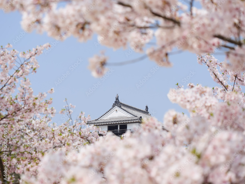 満開の桜に囲まれた松山城の天守閣
