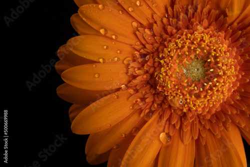 Obraz na plátně orange gerber daisy