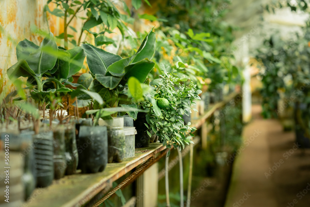 Alley in the greenhouse, where citrus fruits and various evergreen exotic tropical plants grow all year round. growing seedlings of bananas and citrus fruits in the hothouse. Concept of the organic 