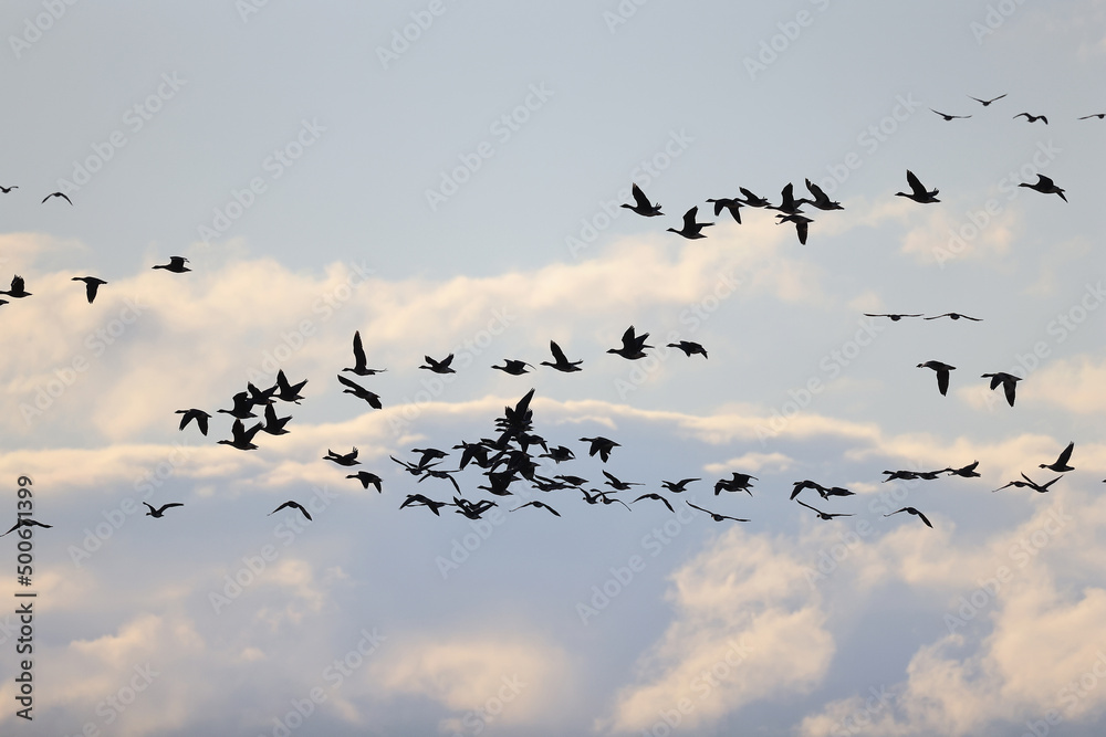 geese flock against the sky freedom wildlife birds geese flock against the sky freedom wildlife birds