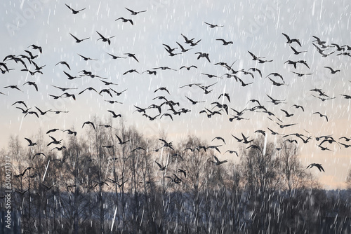 geese flock against the sky freedom wildlife birds photo