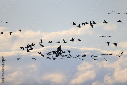 geese flock against the sky freedom wildlife birds © kichigin19