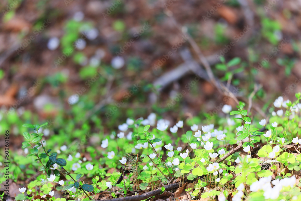 spring flowers background nature wild small abstract spring flowers background nature wild small abstract
