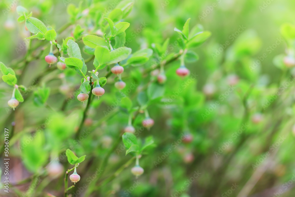 spring branches shoots leaves seasonal background spring branches shoots leaves seasonal background
