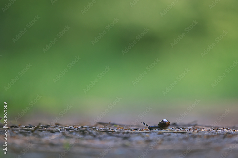 slow snail macro garden nature is small slow snail macro garden nature is small