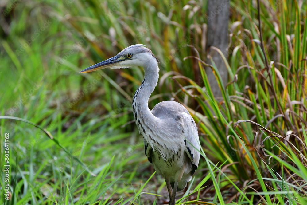 雨上がりの草地のアオサギ Gray heron in the grassland after the rain 雨上がりの草地のアオサギ Gray heron in the grassland after the rain