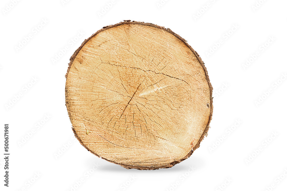 Smooth wood slice cross section with tree rings that show age. Organic background isolated tree stump that is circular. Smooth wood slice cross section with tree rings that show age. Organic background isolated tree stump that is circular.