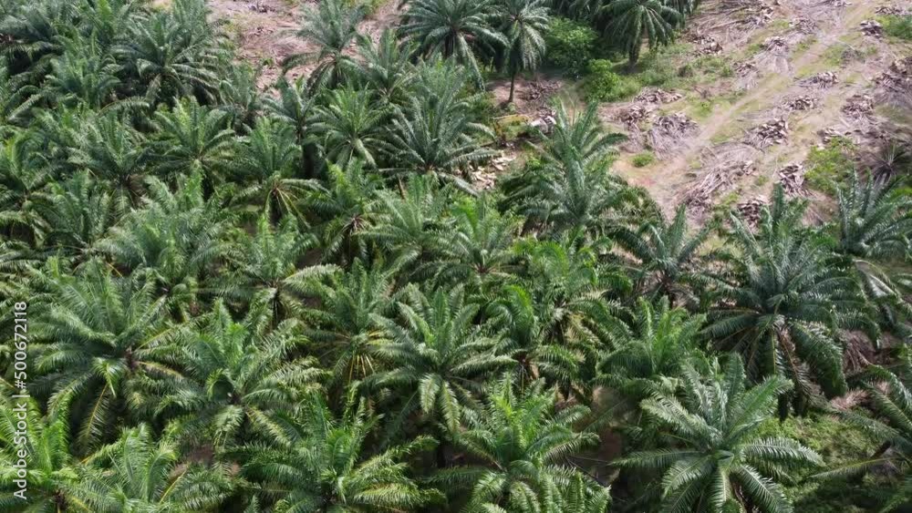 Aerial view excavator clear the land by cut down the oil palm tree Aerial view excavator clear the land by cut down the oil palm tree