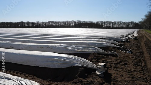 Plastikfolien und Plastikplanen in der Landwirtschaft.
Kultivierung von Spargel im Frühjahr in Deutschland.
Sonnige Reflexe auf der Folie