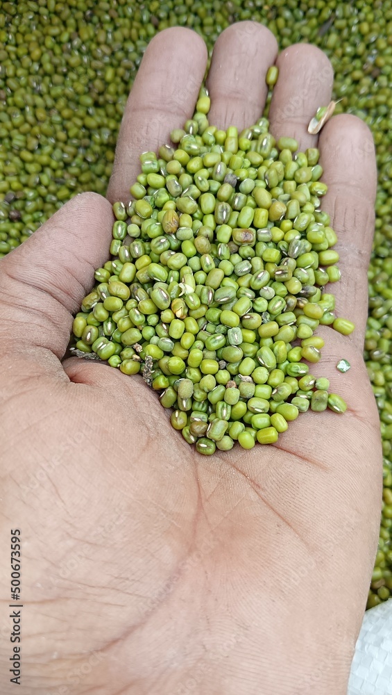 beans in a hand beans in a hand
