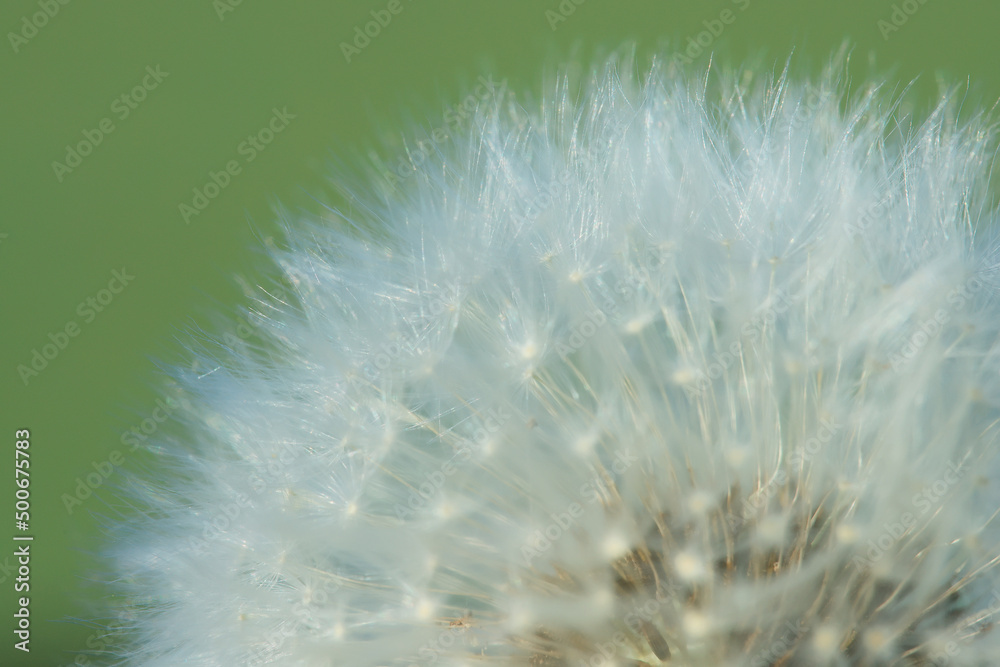 Obraz premium macro fluffy dandelions background texture