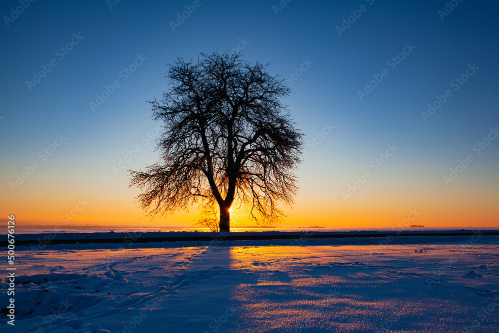Lonely tree on the winter field at sunrise. Lonely tree on the winter field at sunrise.