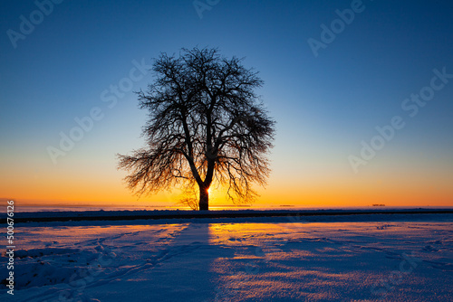 Lonely tree on the winter field at sunrise.