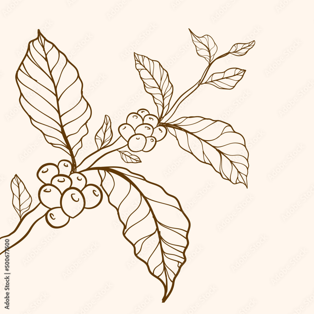 Coffee beans and leaves. tree illustration. Hand drawn coffee branch.  Engraved coffee bean and plant. Coffee tree vector. vector illustration of  coffee branch. Hand drawn coffee branch. Stock Vector | Adobe Stock