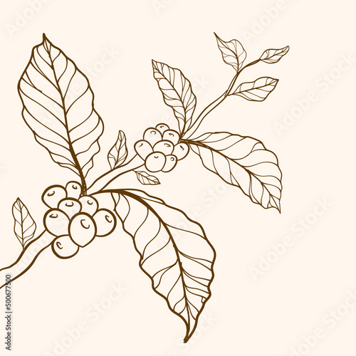 Coffee beans and leaves. tree illustration. Hand drawn coffee branch. Engraved coffee bean and plant. Coffee tree vector. vector illustration of coffee branch. Hand drawn coffee branch.