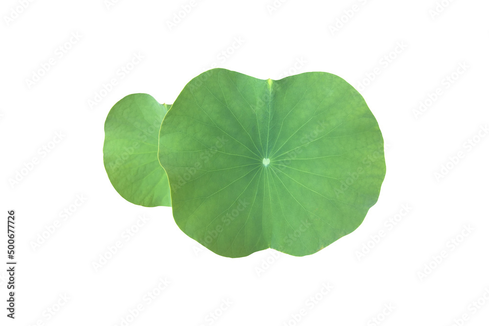 Isolated waterlily or lotus leaf with clipping paths. Isolated waterlily or lotus leaf with clipping paths.