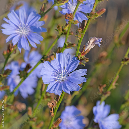 Blühende Wegwarte, Cichorium intybus photo