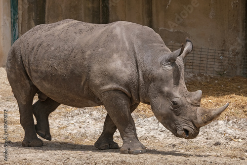 Obraz na plátně A big adult rhinoceros in Ramat-Gan Safari Park, Israel