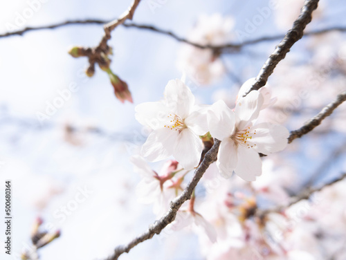 blooming tree