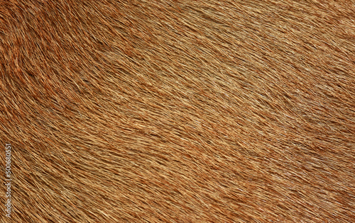 Full frame brown fur, brown deer fur for the background.