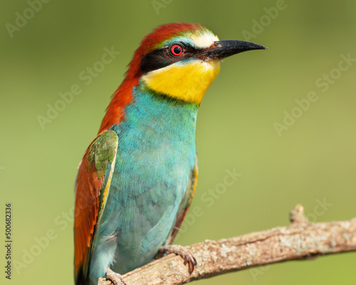 Portrait of a European bee-eater on a natural blurred background