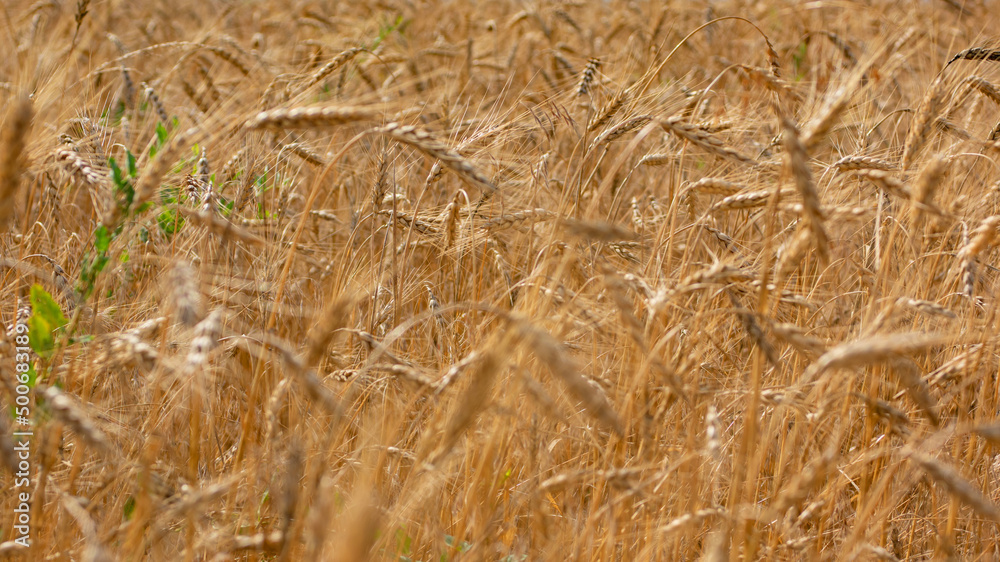 Fototapeta premium Wheat field. Ears of golden wheat close up.