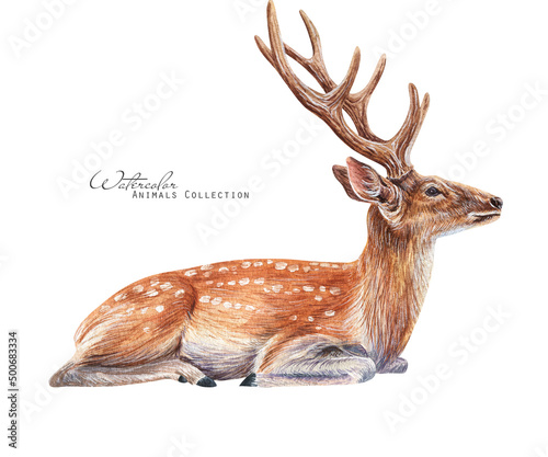 Tableau sur toile Red deer art