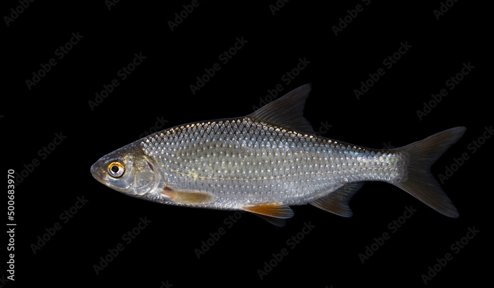 Naklejka premium The roach, or rutilus roach (Rutilus rutilus), also known as the common roach