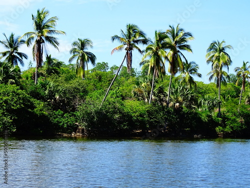 Palm trees on the river- Oaxaca, Mexico