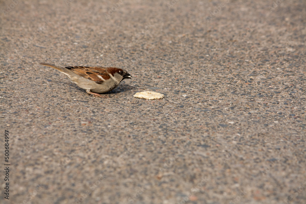 house sparrow eats some bread off the ground house sparrow eats some bread off the ground